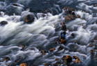 Ohinemuri River 101339.jpg